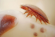 Учимся у природы – создание линий, устойчивых к клещам Varroa destructor